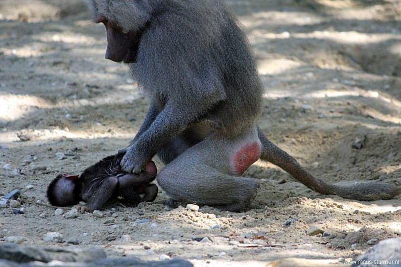 2010-08-24 (625) Aanranding en mishandeling gebeurd ook in de apenwereld.jpg